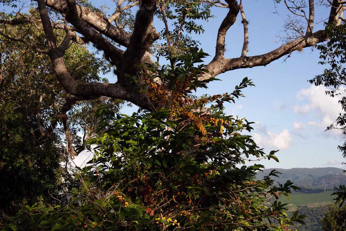 Coffee trees and native forest in São Sebastião da Grama, São Paulo, Brasil