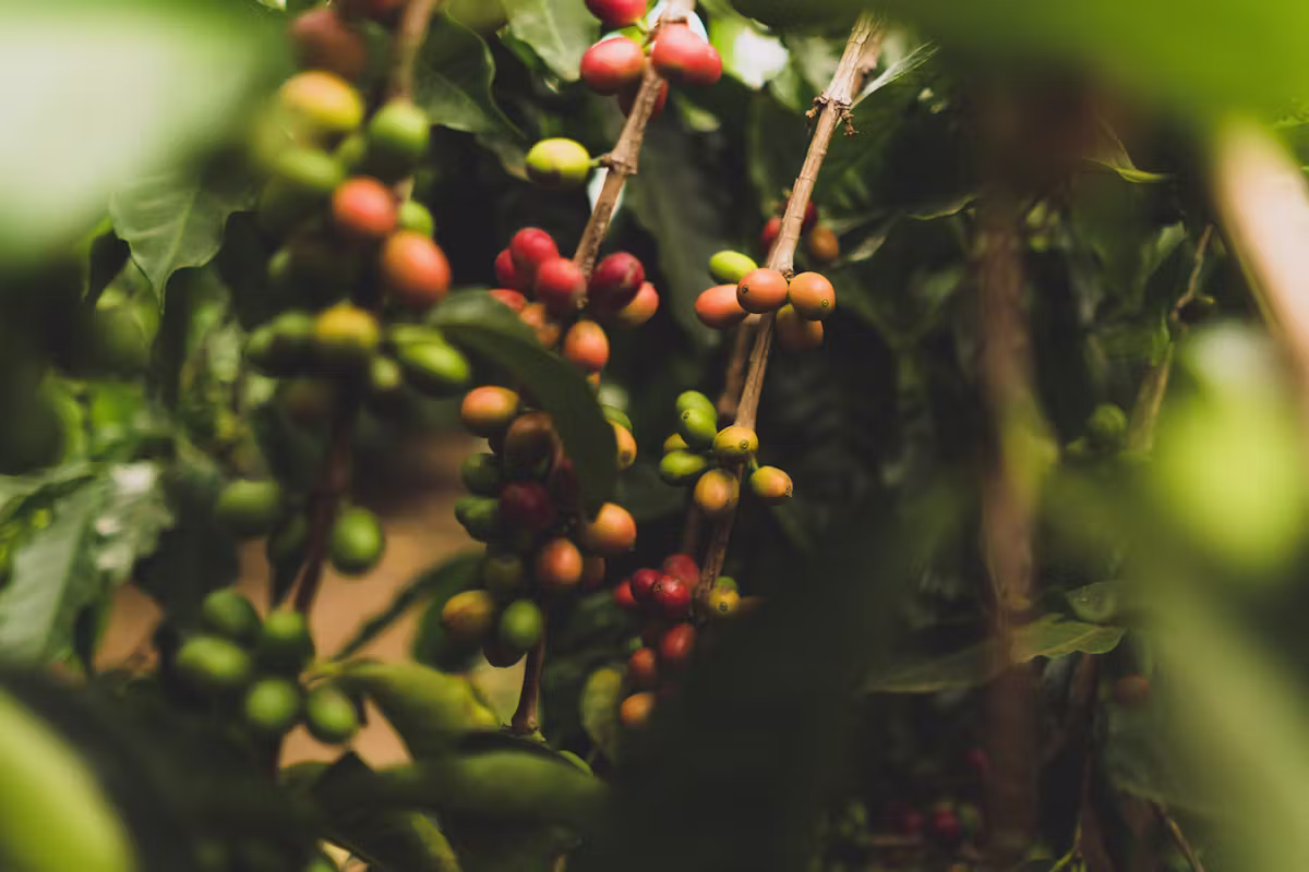 Coffee cherries in shades of green, orange and red on the branch