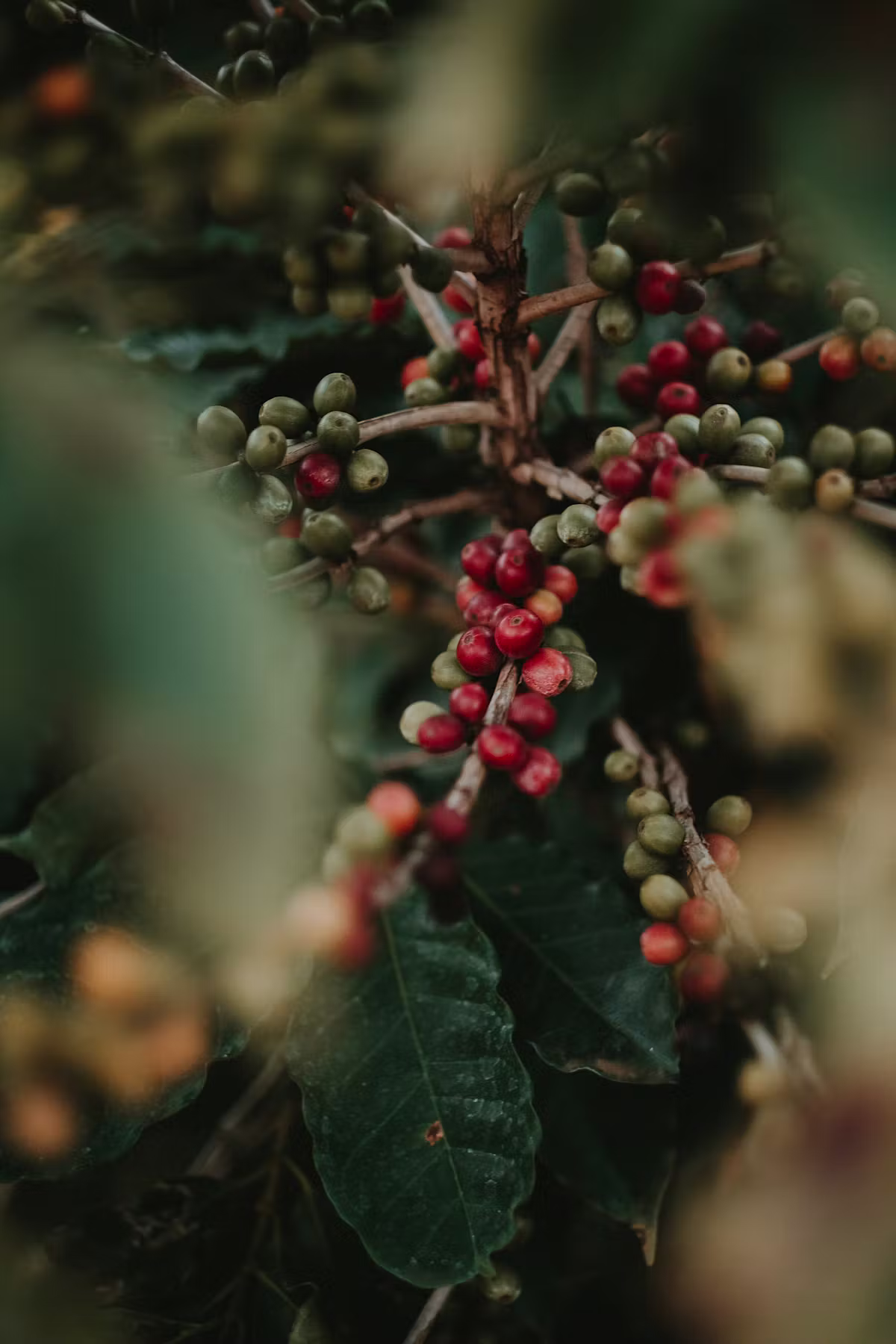 Ripe red coffee cherries on the branch